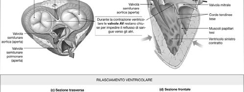 cellule vicine tramite le loro estremità per formare una rete complessa.