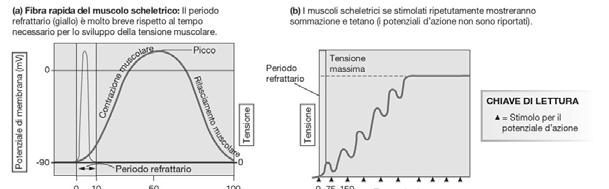 Ciò impedisce che si verifichi una contrazione tetanica.