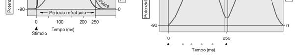 Il tetano non può verificarsi a livello del miocardio perché il periodo refrattario e la