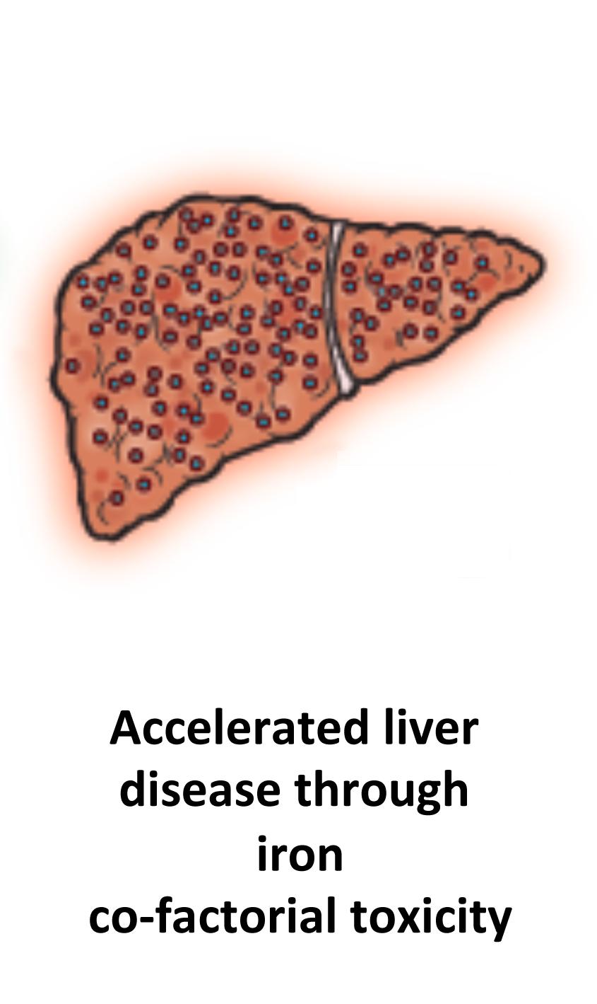 hepcidin