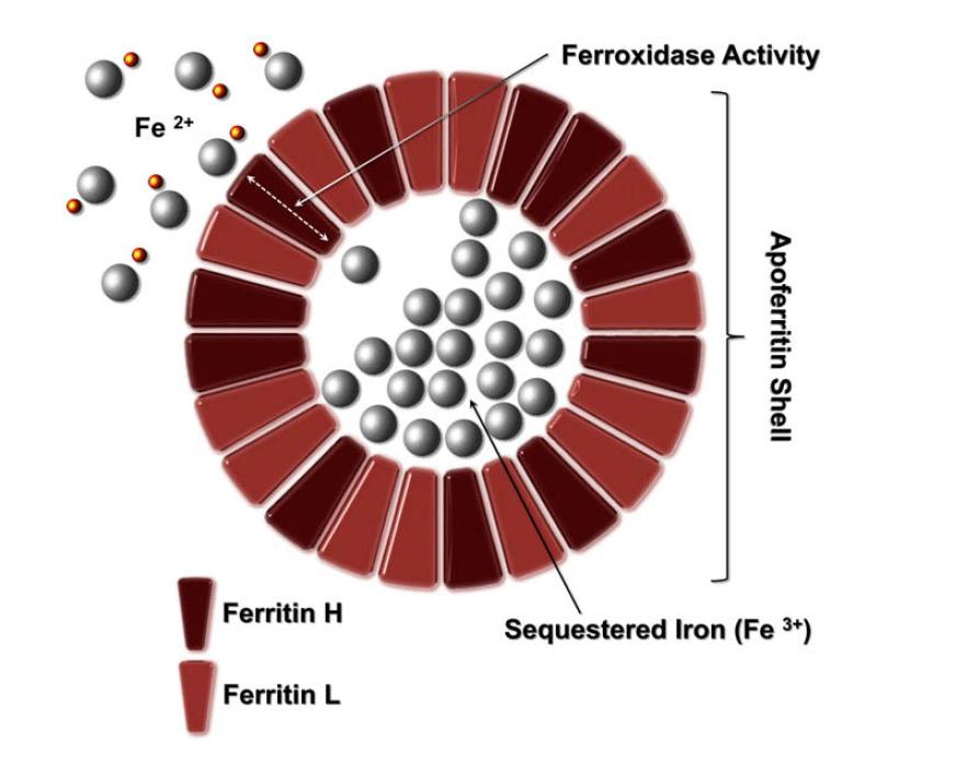 !! Titolo relazione Ferritin! The major intracellular iron storage protein >> up about 4500 iron atoms.! 2 subunits types assembling in different proportion in a 24 subunits-polymer:!
