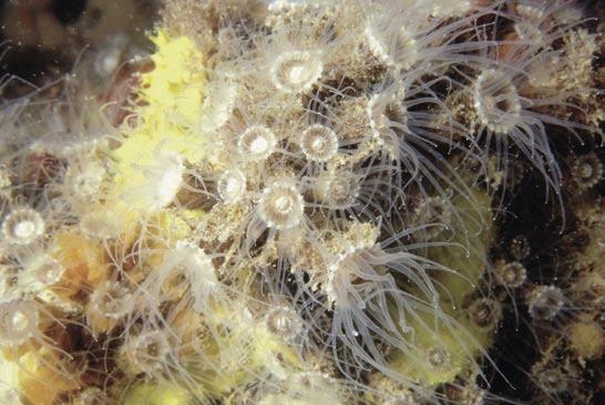 Le Tegnùe di Chioggia La Zona di Tutela Biologica Massimo Ponti e Piero Mescalchin Margherite bianche (Epizoanthus arenaceus).