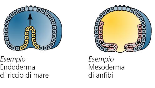 Gastrulazione - Tipi di movimenti