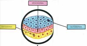 autonoma NB: gli organi saranno formati prevalentemente da un foglietto (