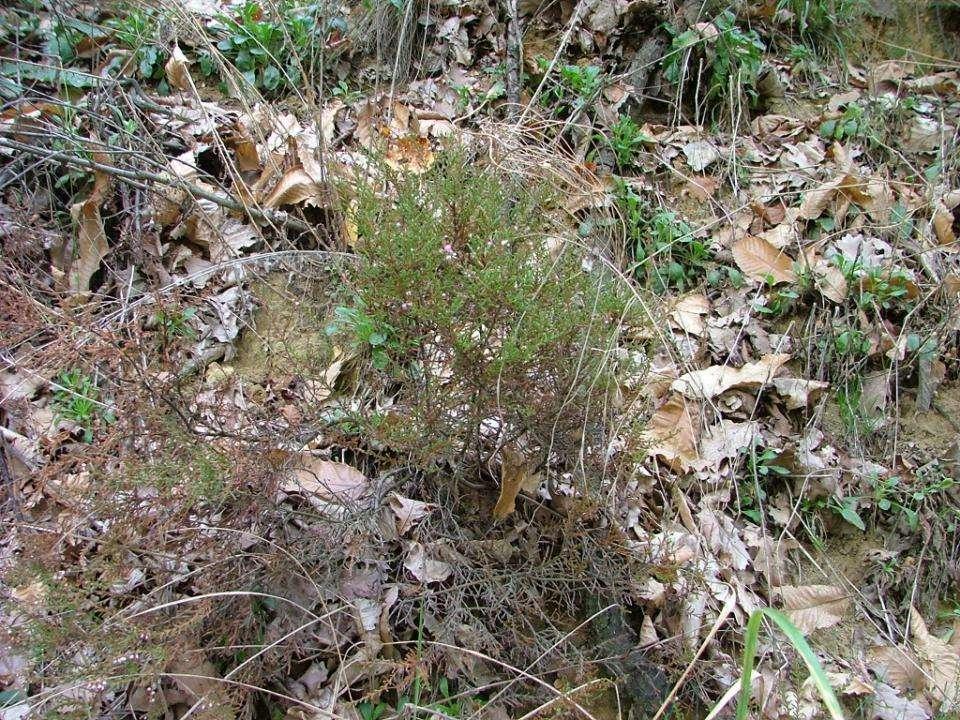 Meritevole di segnalazione una stazione relitta di brugo (Calluna vulgaris) conservatasi su di una scarpata xerotermica erosa e soleggiata ubicata in regione