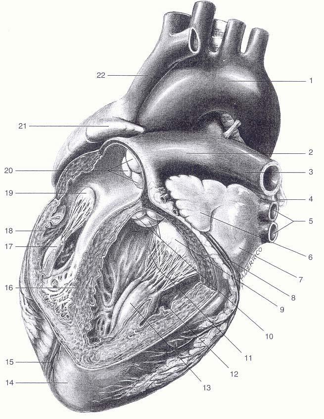 IL CUORE Ventricoli destro e sinistro