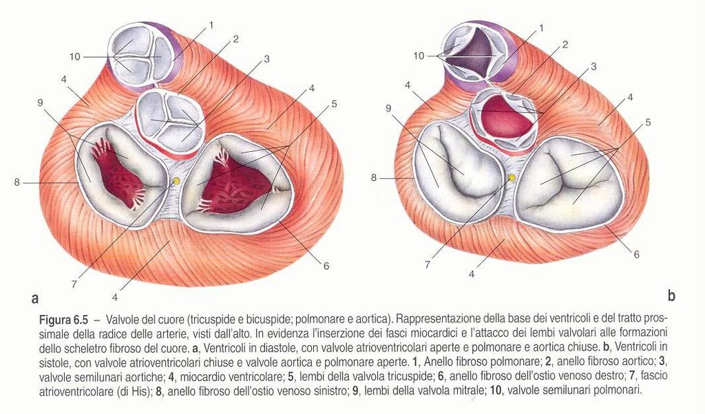 IL CUORE Valvole ALDO