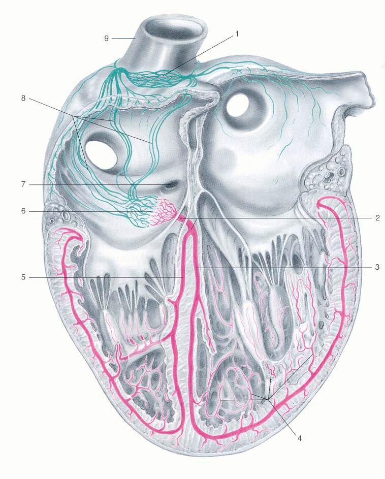 IL CUORE Sistema di Conduzione SISTEMA SENOATRIALE e ATRIOVENTRICOLARE vena cava superiore tratti internodali sbocco del seno
