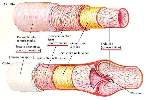 ISTOLOGIA DI