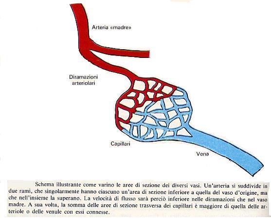 CAPILLARI