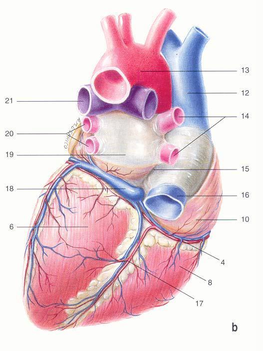 IL CUORE Facce Anteriore o