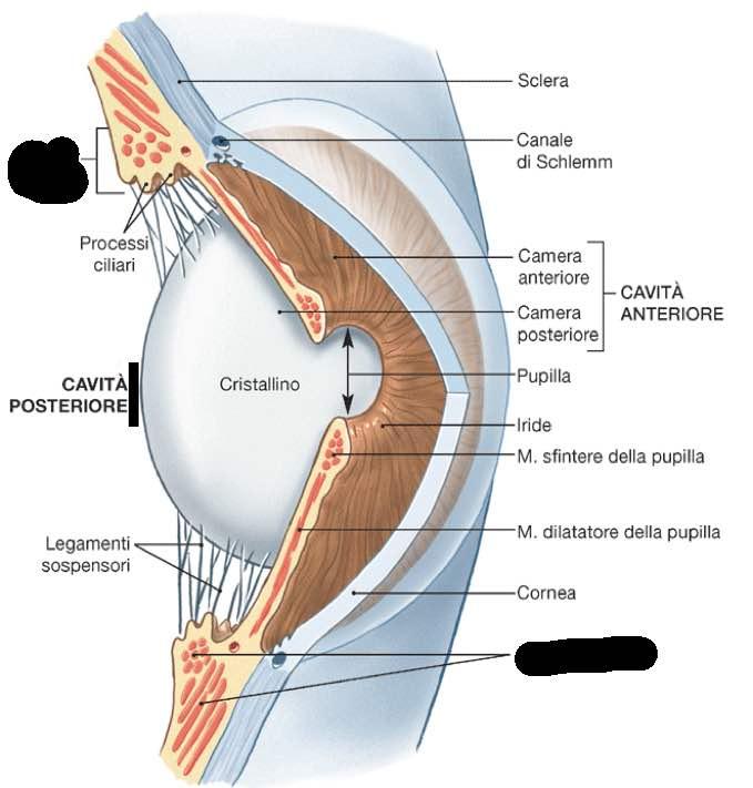 Corpo ciliare Corpo ciliare Muscolo ciliare Imagine tratta da: