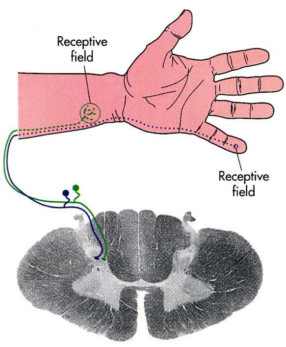 Campo recettoriale Immagine tratta da: The