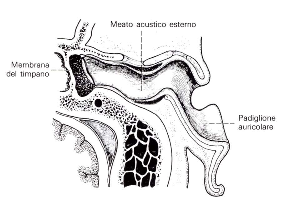 Sezione su