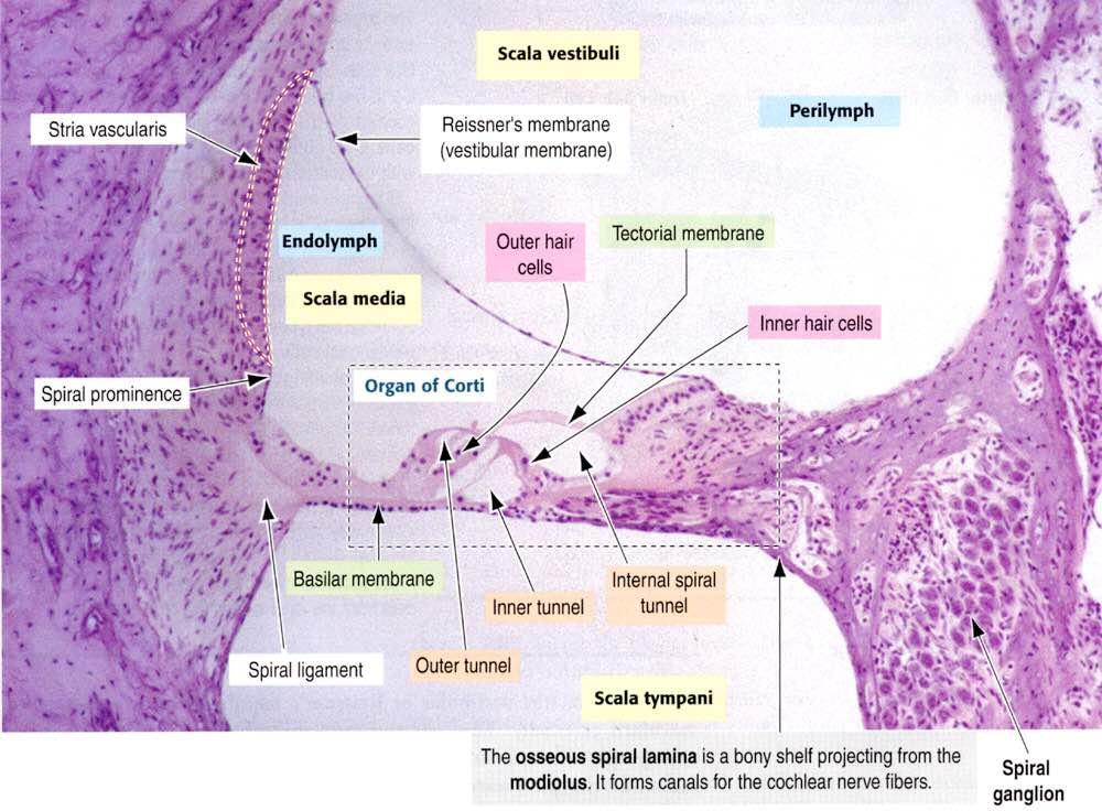 Immagine tratta da: Hystology and Cell