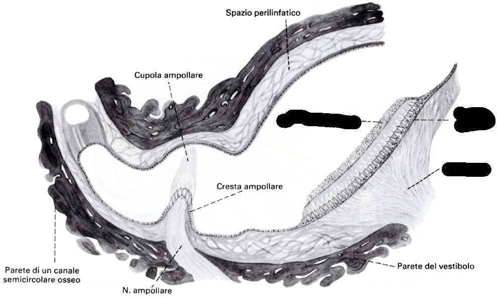 Utriculo e sacculo Membrana otolitica Macula utriculare Nervo utriculare Immagine