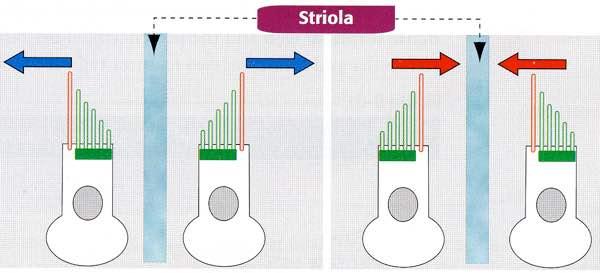 Sacculo Sacculo Utriculo Immagine tratta da: Hystology and