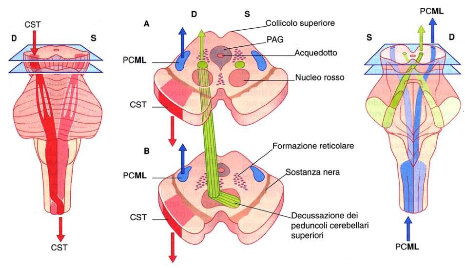 Immagine tratta da: Neuroanatomia, Fitzgerald,