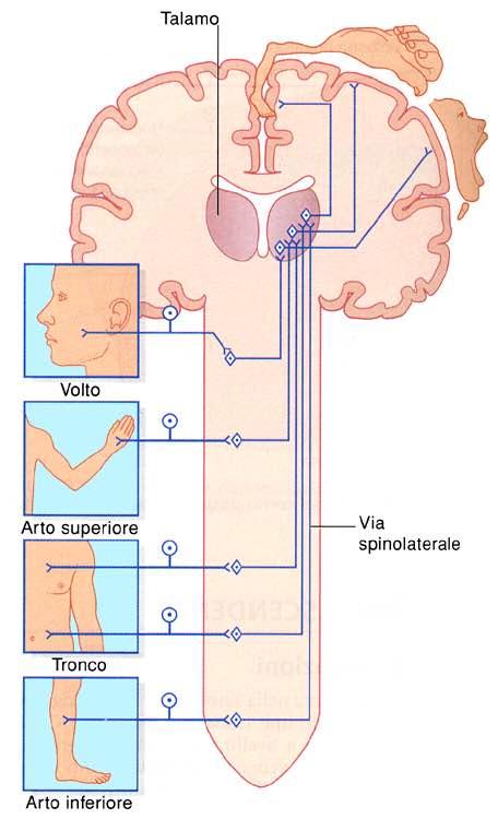 Immagine tratta da: Neuroanatomia, Fitzgerald,