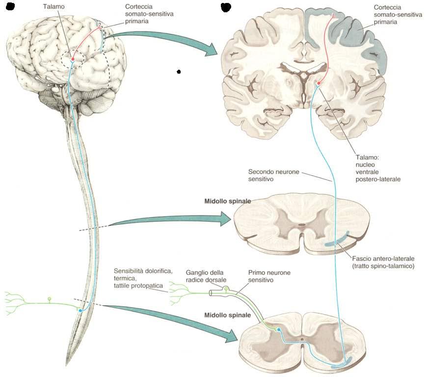 Immagine tratta da: Neiroanatomia