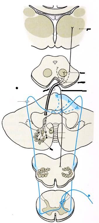 Immagine tratta da: Anatomia Umana-Atlante tascabile-neuroanatomia e Organi di Senso,