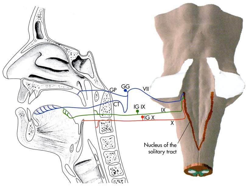 Immagine tratta da: The Human Brain, J. Nolte, Mosby V Edizione 2002 N. Faciale N. Glossofaringeo N. Vago CT: corda del timpano (a raggiungere il n.