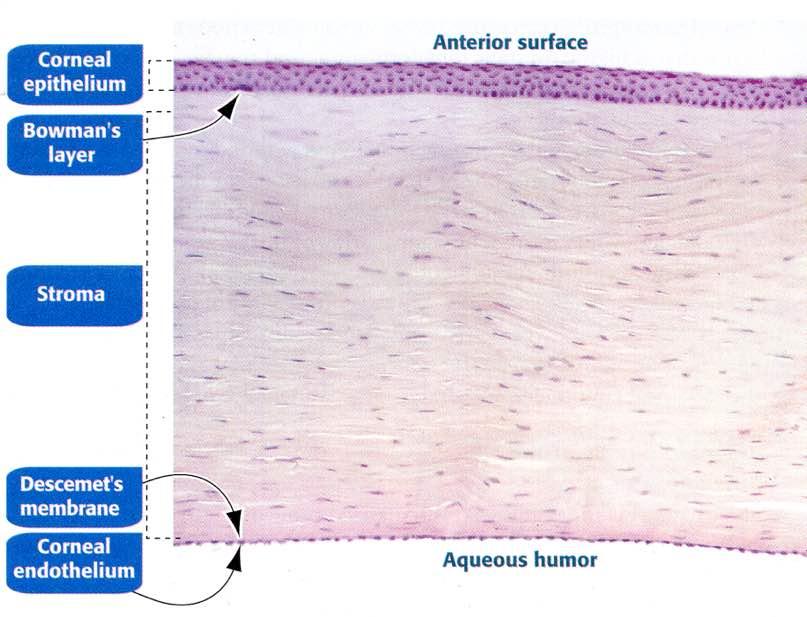 Cornea Immagine tratta da: Hystology and Cell