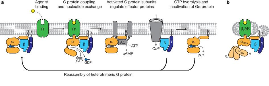 G protein cycle for the β2ar Gs complex SGF Rasmussen et al.