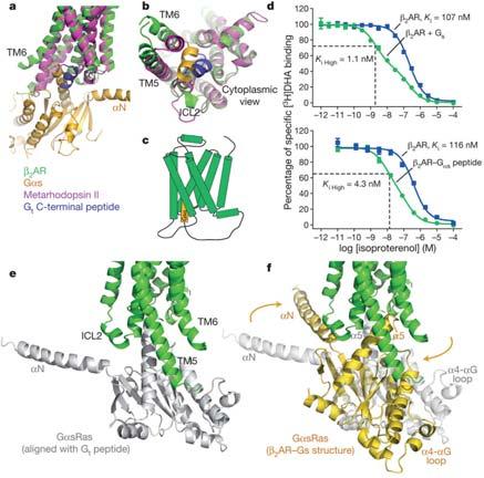 Receptor-G protein interactions SGF Rasmussen et al. Nature 549 555 (29 September 2011) doi:10.1038/nature10361 gs 2001-2012 ver 2.