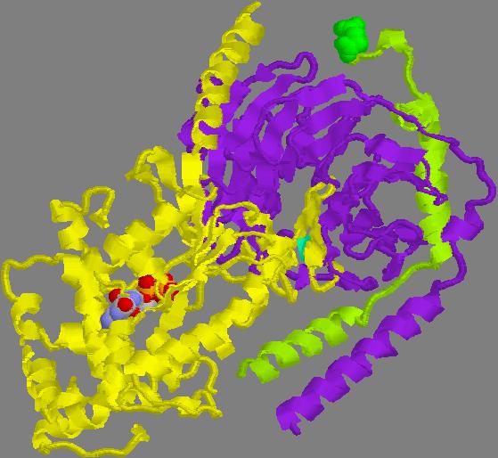 Proteine G Il tipico eterotrimero delle proteine G consiste in: subunità α (45-47 kd) subunità β (35 kd) subunità γ (7-9 kd) 1GT gs 2001-2012 ver 2.