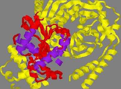 Proteine G subunità α La subunità α dell eterotrimero consiste in due domini: Il dominio GTPasico e il dominio α-elica, il dominio GTPasico è simile alla struttura di P21ras e agli altri membri della