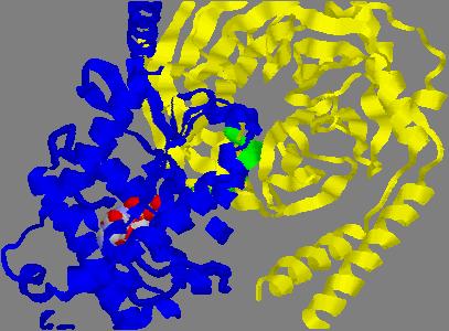 Proteine G subunità α La subunità α dell eterotrimero consiste in due domini: Il dominio GTPasico e il dominio α-elica, il dominio GTPasico è simile alla struttura di P21ras e agli altri membri della