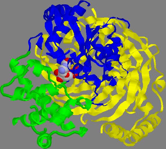 Proteine G subunità α Il dominio α-elica è costituito da una lunga elica centrale circondata da cinque eliche più corte Il dominio α-elica è connesso al dominio GTPasico attraverso