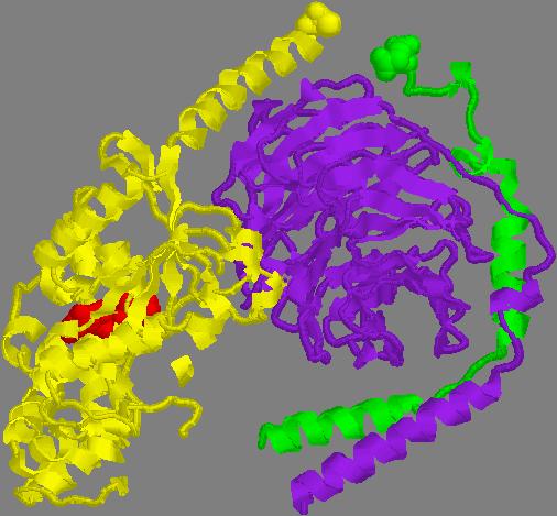 Proteine G Interazione con la membrana Sia la subunità α che la subunità γ sono ancorate ai lipidi della membrana.