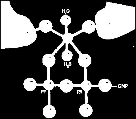 0 N03 - psina e visione 65 Quasi tutti gli enzimi che idrolizzano nucleosidi fosfati trifosfati, compresi Ras e Gα, richiedono ioni Mg 2+ per l attività