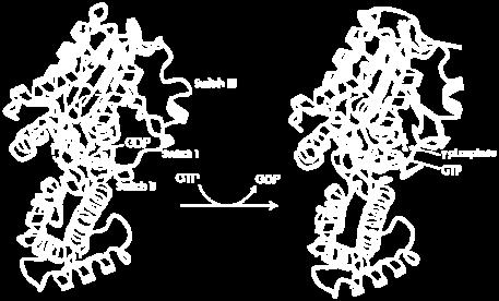 differenze strutturali interessano le tre regioni del dominio GTPasico: l
