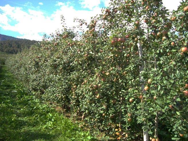 Aksxter Settembre 2009, frutteto varietà Fuji al secondo anno di trattamento con Bio Aksxter Settembre 2010, impianto di melo varietà Renetta Canada II foglia, al terzo anno di