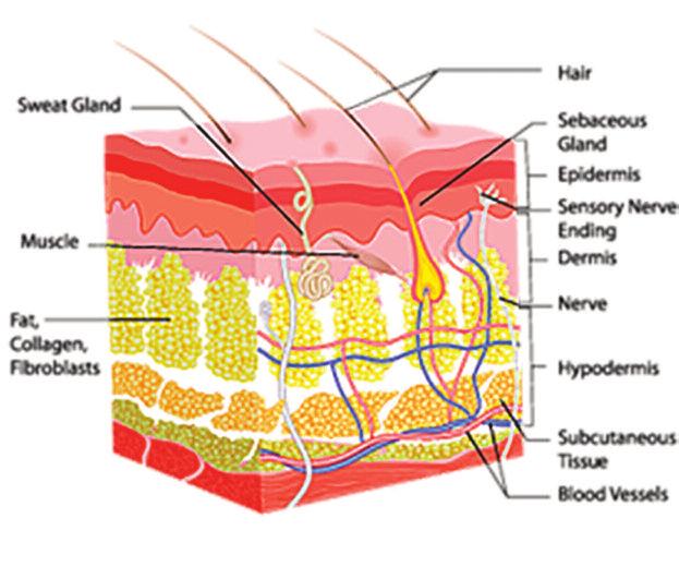 del naso L'area periorale - rughe a corda (linea per fumatori), pieghe nasolabiali Contorno e volume naturale delle labbra Lobo dell'orecchio, zona del collo, décolleté, dorso delle mani, ecc.