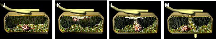 Fase presimbiotica Fase simbiotica Formazione dell appressorio e ingresso nell epidermide Un apparato di pre-penetrazione si forma nelle cellule epidermiche prima dell ingresso dell ifa fungina La