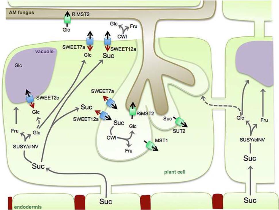 Trasporto di carboidrati dalla pianta al fungo AM La pianta esporta saccarosio attraverso trasportatori