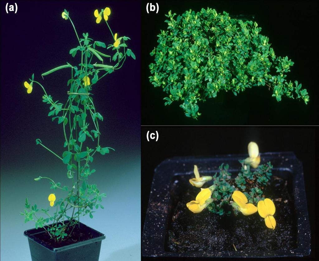 Le leguminose possono formare sia simbiosi con rizobi azotofissatori che con funghi micorrizici arbuscolari