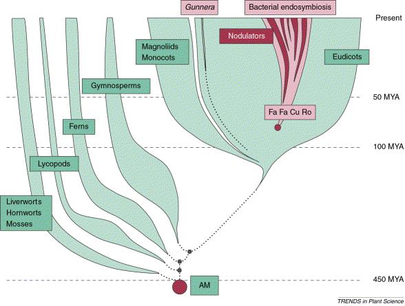 Conservazione dei meccanismi di interazione La simbiosi micorrizica arbuscolare è molto antica e compare già nelle prime piante terrestri Le leguminose e le piante parassite (es.