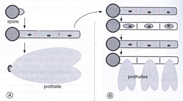 Modulo di Biologia vegetale PARTE I 35 DOMANDE 1) Quale tra i seguenti polimeri può rilasciare molecole di natura informazionale?