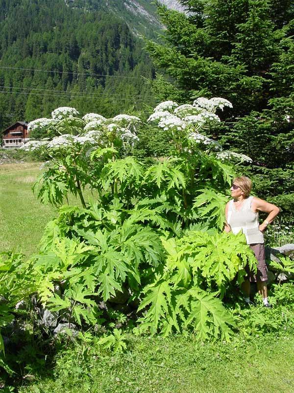 Heracleum mantegazzianum, specie caucasica, invasiva e pericolosa per la salute