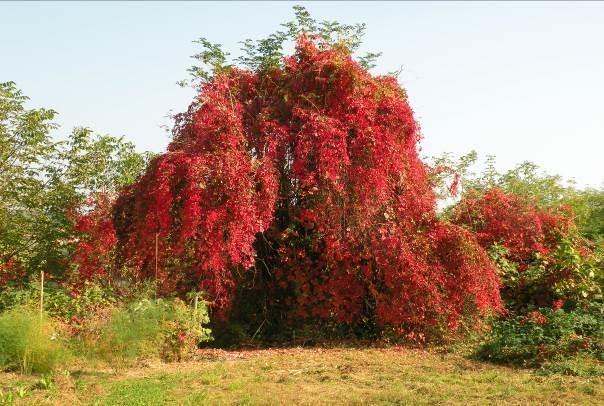 Chioma di un albero pervasa dalla liana