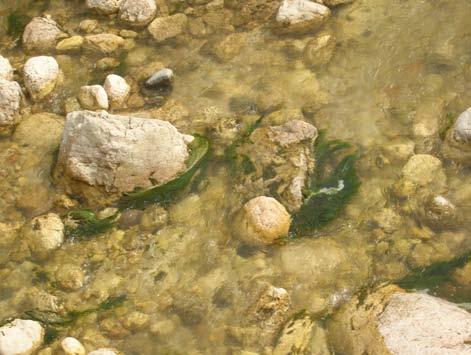 tolleranti il carico organico è compresa tra il 15 e il 35%, soprattutto a causa della presenza di alghe filamentose.