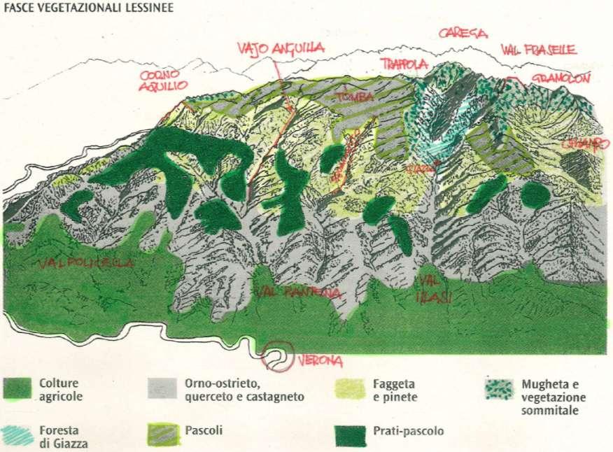 Ambiente Montano vegetazione primaria della Lessinia piani altitudinali