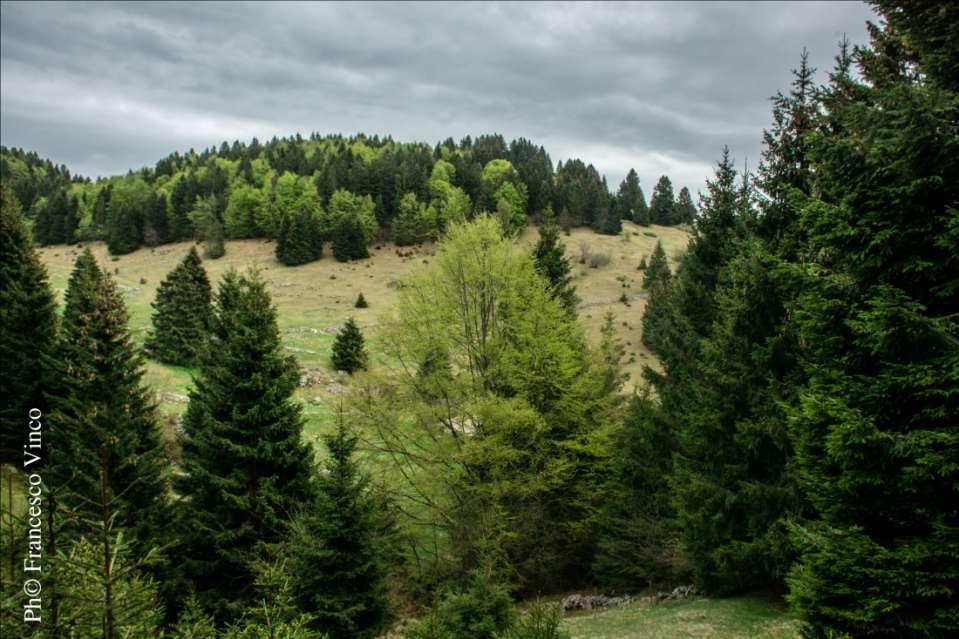 Ambiente Montano bosco