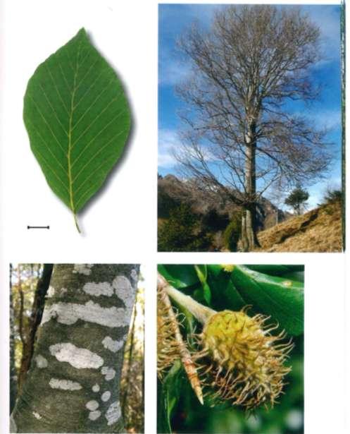 Ambiente Montano Fagus sylvatica il faggio è la folla, la massa e la sua giornata è quella del