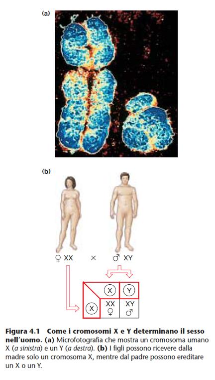 Una coppia di cromosomi determina il sesso